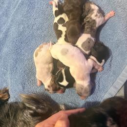Dachshund Puppies from Doodle Bugs Doxies