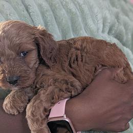 Buck - Red male Cavapoo puppy in East Earl, Pennsylvania from Puppy Adventures LLC