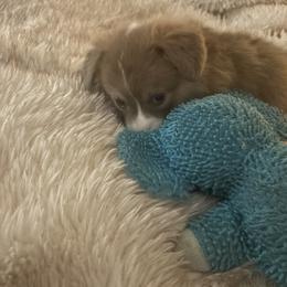 Boy 2 - Red male Pembroke Welsh Corgi puppy in Tucson, Arizona from Sierrita Mountain Corgis