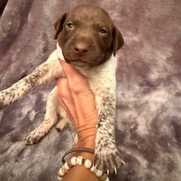June Bug- (Girl 4- Light Pink) - White and liver female German Shorthaired Pointer puppy in Keller, Texas from Jerri Ford