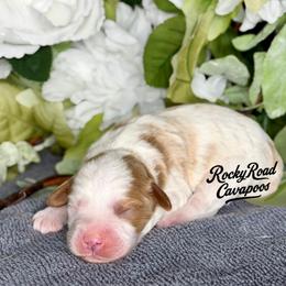 Button - Blenheim male Cavapoo puppy in Nashville, Arkansas from Rocky Road Puppies