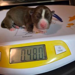 Sage - Red and white female Siberian Husky puppy in Buckeye, Arizona from Anime Huskies