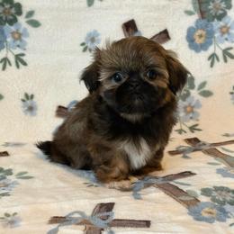Imperial Boy 2 - Gold male Shih Tzu puppy in Shawnee, Oklahoma from Black Velvet Shih Tzu