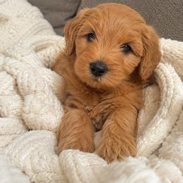 Goldendoodles from My Sweetest Doodle