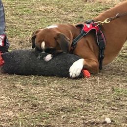 Whisper - Boxer