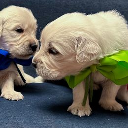 Mr Green - Light golden male Golden Retriever puppy in Denton, Texas from Farley Goldens