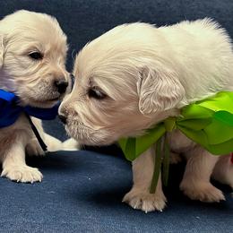 Mr Green - Light golden male Golden Retriever puppy in Denton, Texas from Farley Goldens