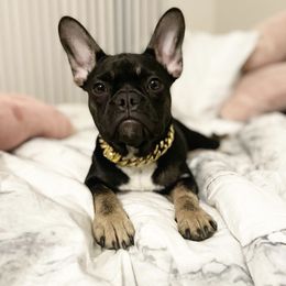 French Bulldogs from Elite Frenchies LLC