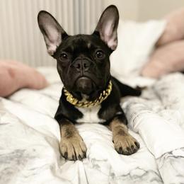 French Bulldogs from Elite Frenchies LLC