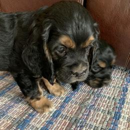 Cocker Spaniel Puppies from Blackberry Farm Cockers