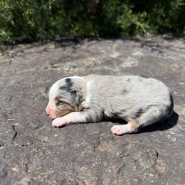Blue Merle Male 1 - Blue merle male Miniature Australian Shepherd puppy in Natural Dam, Arkansas from Natural State Aussies