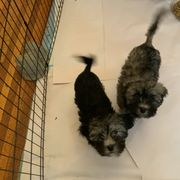 Lowchen Puppies from Ashford Kennel