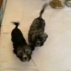 Lowchen Puppies from Ashford Kennel