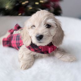Rachel - Cream female Dachshund puppy in Richmond, Virginia from Irresistible Dachshunds & Cavaliers