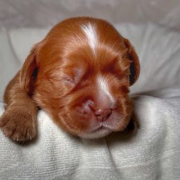 Cotton candy (Candy) - Ruby female Cavalier King Charles Spaniel puppy in Auburn, Washington from Enchanted Cavaliers