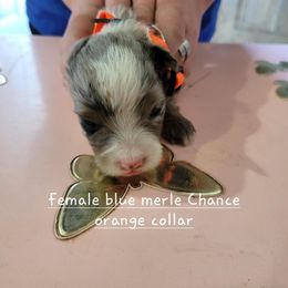 Miniature American Shepherd Puppies from Maureen Chappell's Miniature American Shepherds