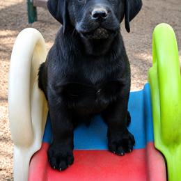 Labrador Retriever Puppies from van Dalen Labradors