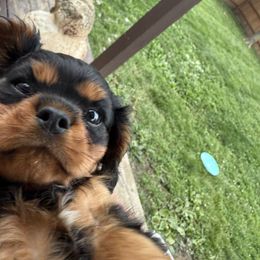 Cavalier King Charles Spaniel Puppies from Pretty Prairie Cavaliers