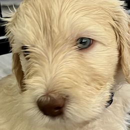 Boy 1 - Cream Goldendoodle puppy in Orlando, Florida from Lorraine's Doodles