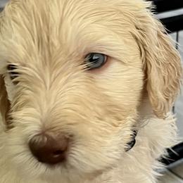 Boy 1 - Cream Goldendoodle puppy in Orlando, Florida from Lorraine's Doodles