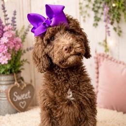 Muffin - Chocolate female Goldendoodle puppy in Pulaski, Tennessee from Doodle My Heart