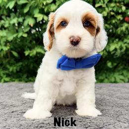 Nick - Red male Australian Labradoodle puppy in Mason, Michigan from Monarch Labradoodles