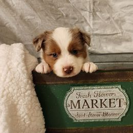 Cinch - Red merle male Toy Australian Shepherd puppy in Logansport, Indiana from Sandy Hill Farm Aussies, LLC