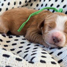 Blaise - Red male Cavapoo puppy in Preston, Idaho from Rocking JH Pup Co