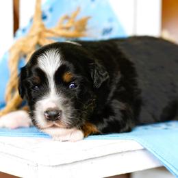 Dakota - Black tri female Miniature Australian Shepherd puppy in Chesapeake, Virginia from Beaver Dam Mini Aussies