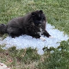 Stormy - Pomeranian