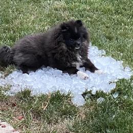 Stormy - Pomeranian