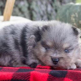 Hickory - Blue merle male Pomeranian puppy in Bremen, Indiana from AMS Pomeranians and Pomskies in Indiana