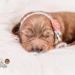 Bernedoodle and Goldendoodle Puppies from Hommel’s Mini Darling Doodles