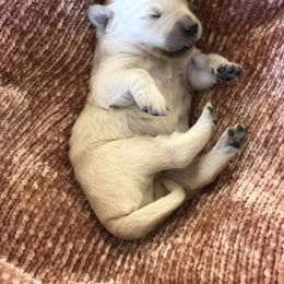 Golden Retriever Puppies from Brightside Goldens