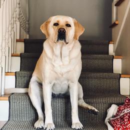 Labrador Retrievers from Sweet As Sugar Labradors