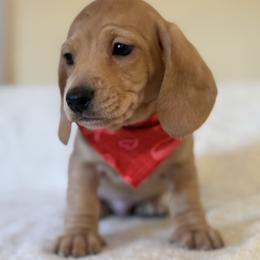 Pete - Cream male Dachshund puppy in Saint Paul, Minnesota from Vibrant Eyes Doxies
