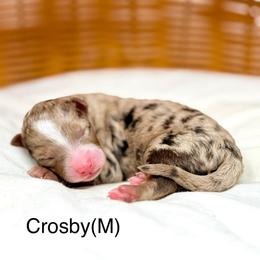 Crosby - male Australian Mountain Doodle puppy in Sterling, Colorado from North 40 Doodles