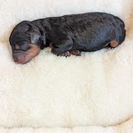 Girl 1 - Black female Schnoodle puppy in Holmesville, Ohio from Pawsome Puppies