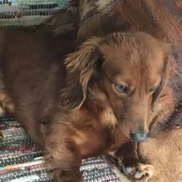 Copper - Dachshund