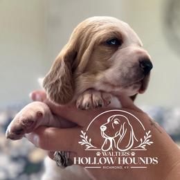Dixie - Red and white female Basset Hound puppy in Richmond, Kentucky from Walters Hollow Hounds