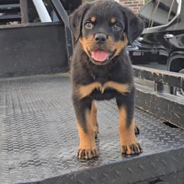 Boy 2 - Black and mahogany male Rottweiler puppy in Holts Summit, Missouri from Hurleyhaus Rottweilers