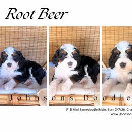 Root Beer - Tri-color male Bernedoodle puppy in North Royalton, Ohio from Johnson's Doodles
