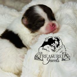 Pomeranian Puppies from Treasured Jewels Pomeranians