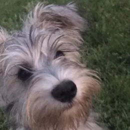 Miniature Schnauzers from Blue Sky Miniature Schnauzers