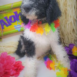 Labradoodle Puppies from Tyson's Farm Doodles