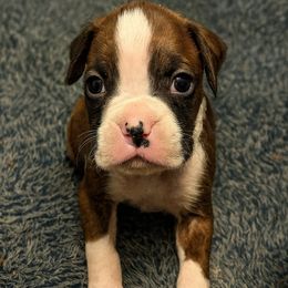 Kora - Brindle female Boxer puppy in Ocala, Florida from Bowers Boxers