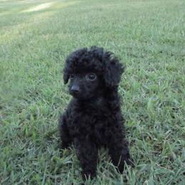 Mitchell - Black male Poodle puppy in Blanch, North Carolina from Faithful Hearts Kennel