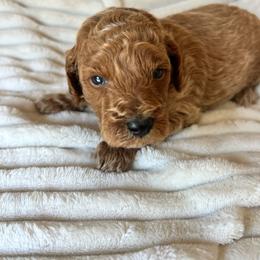AKC Orange Collar - Red  male Poodle puppy in Dallas, Georgia from West Cobb Dogs