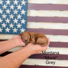 Montana - Red  male Goldendoodle puppy in Springville, Utah from JW Doodles