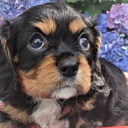 Cavalier King Charles Spaniel Puppies from Pleasant Meadows